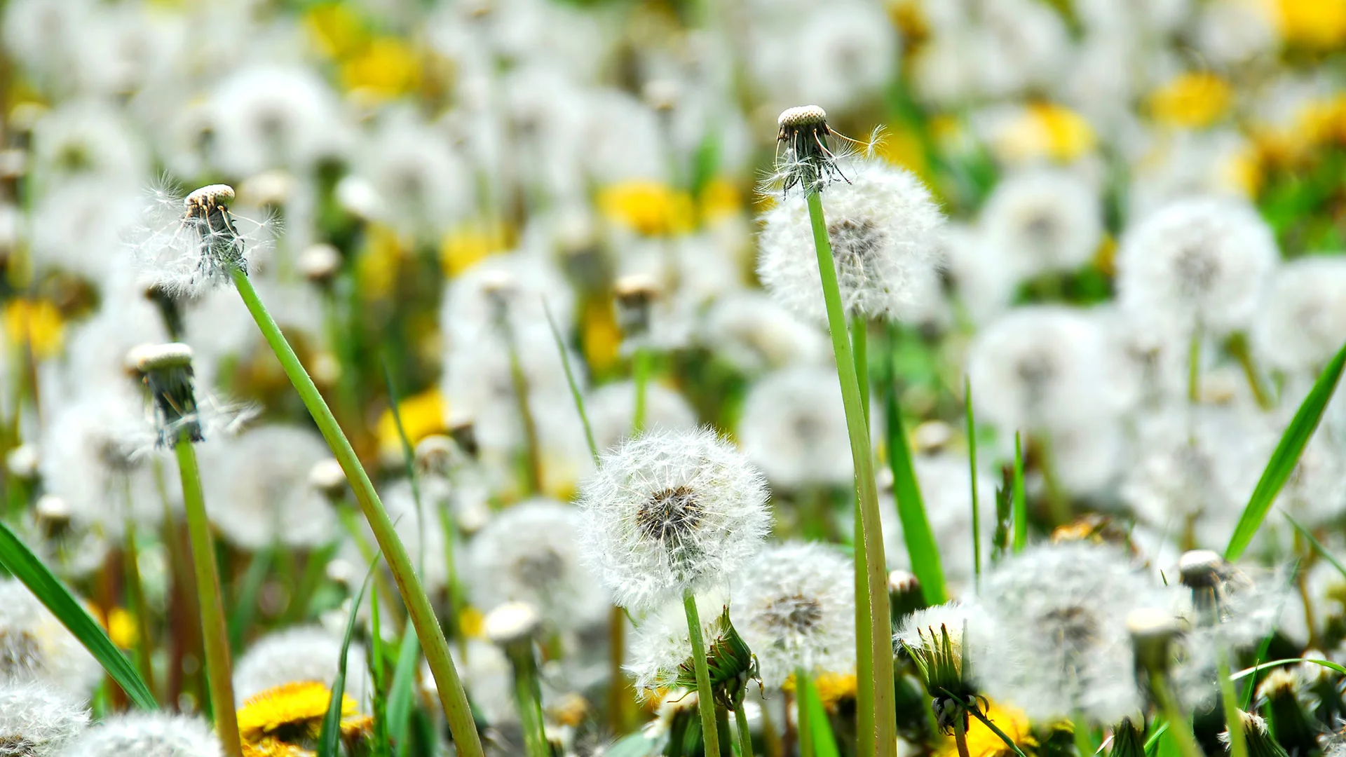 Dandelions growing in a lawn in Bondurant, IA.