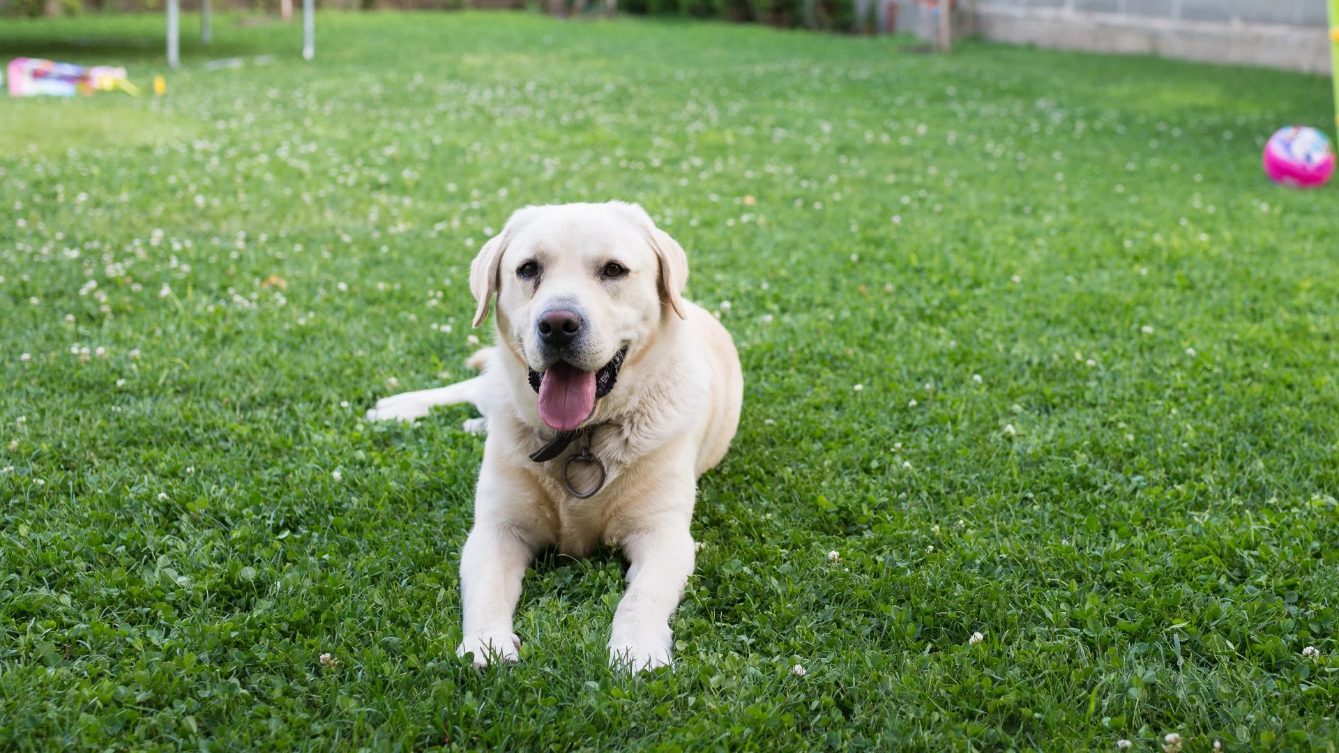 How Long Should You Keep Your Pet Indoors After a Lawn Fertilizer Treatment?