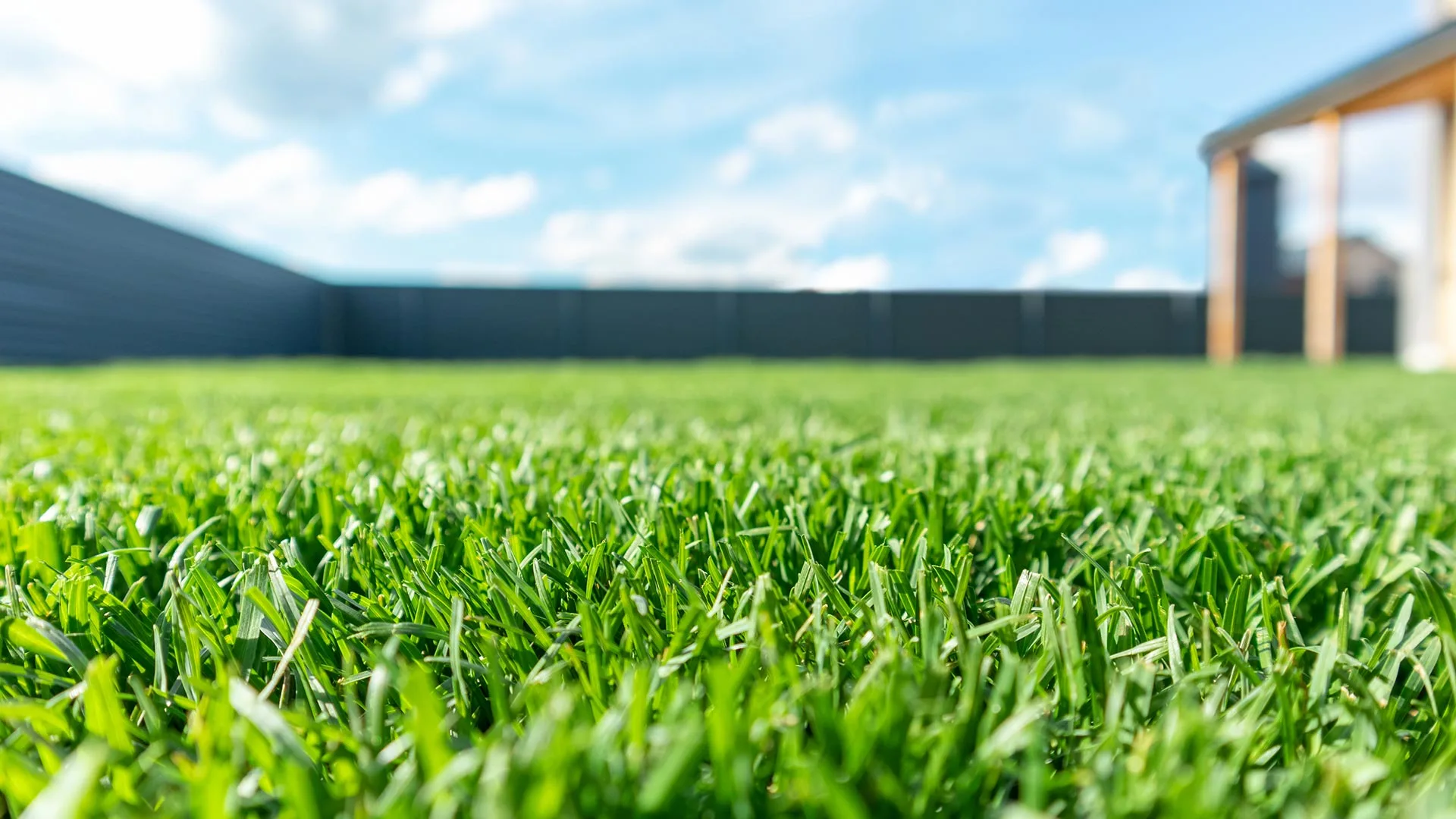 Fertilized lawn in Ankeny, IA.