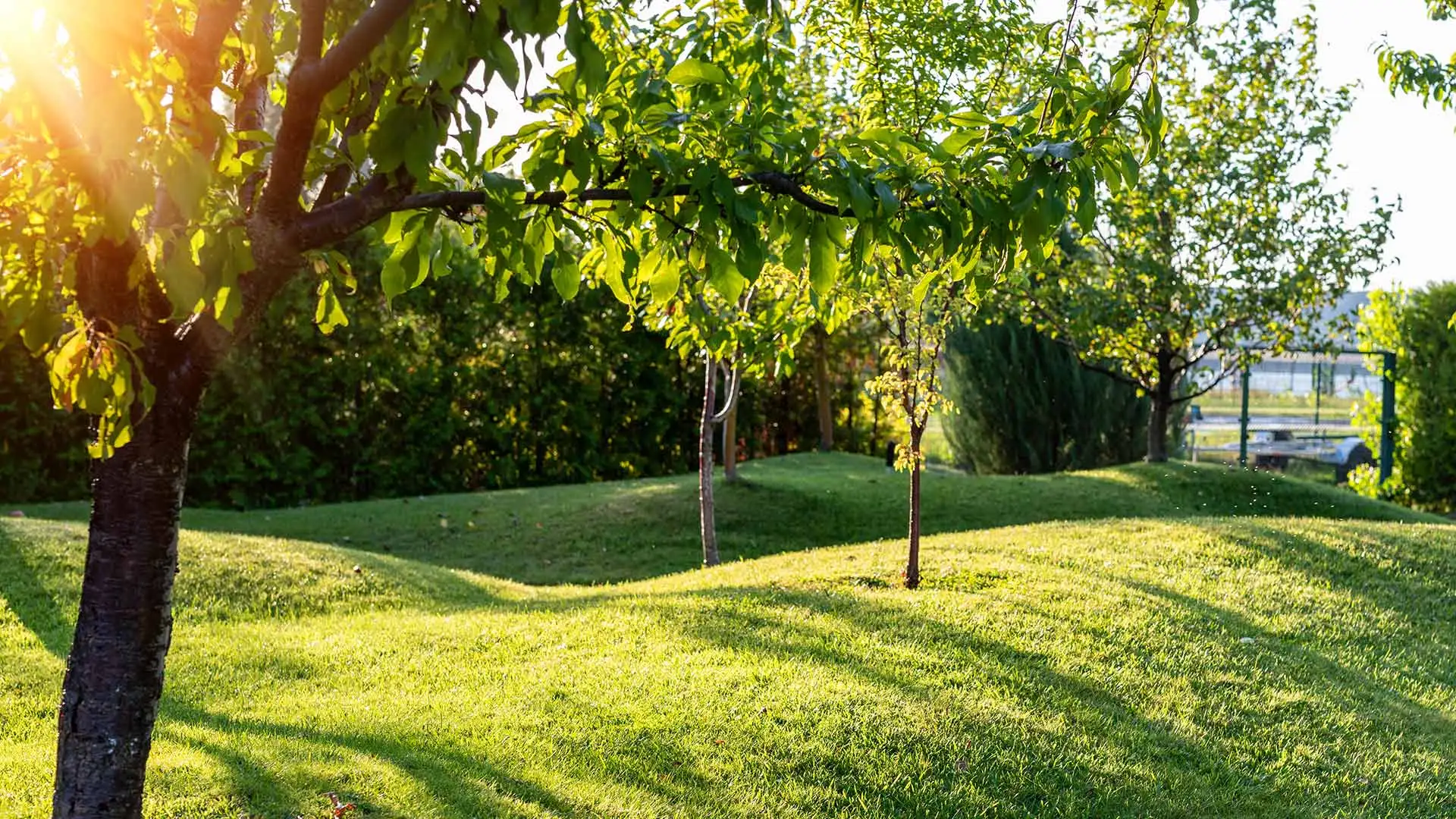 Fertilized trees in a landscape in Ankeny, IA.