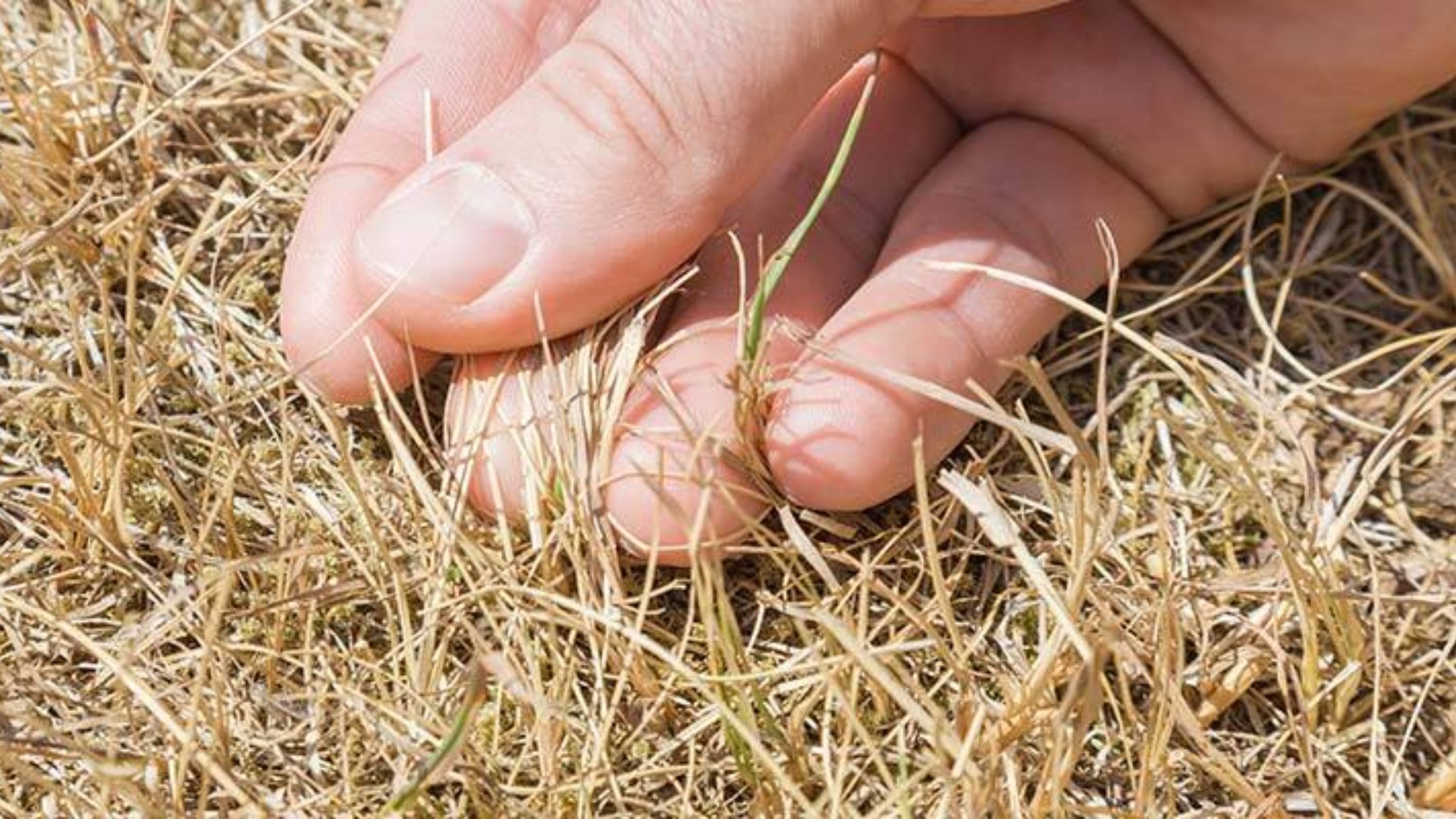 Why Is Your Lawn Brown? Dehydration, Insect Infestations & Turf Disease