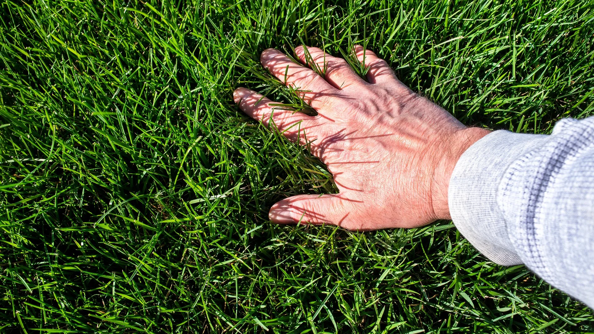 How Often Does Your Lawn in Iowa Need a Boost of Fertilizer?