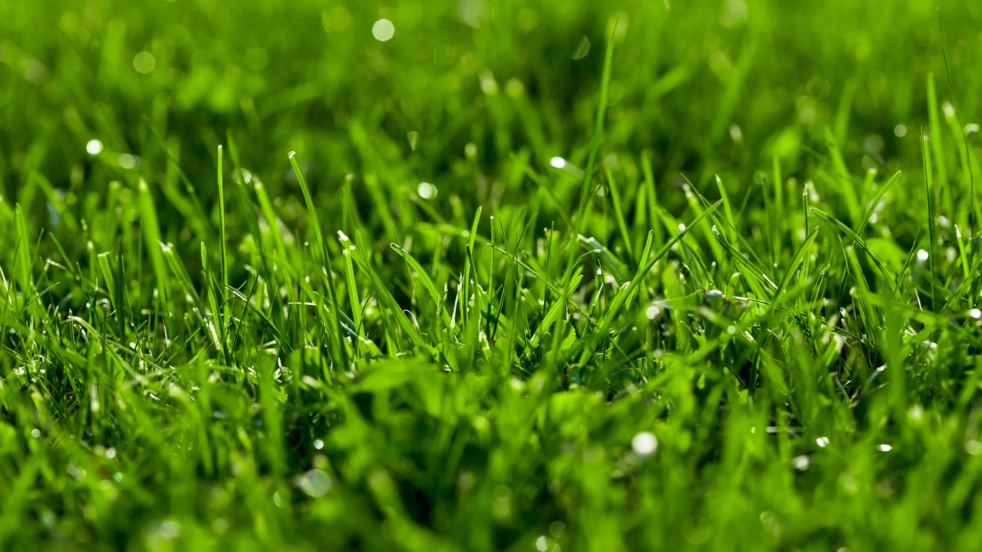 A healthy lawn with dew drops over grass blades in Altoona, IA.