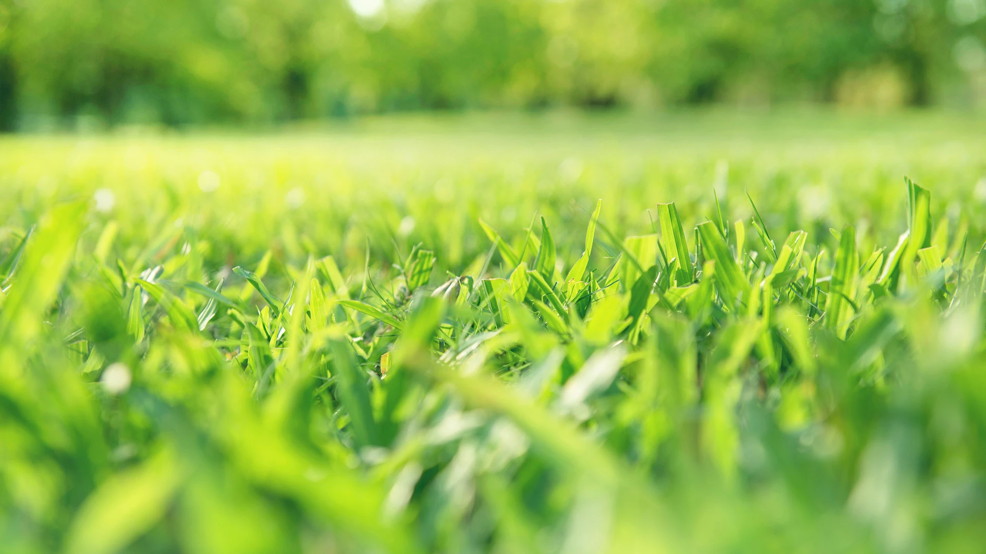 Healthy serviced lawn in Bondurant, IA.