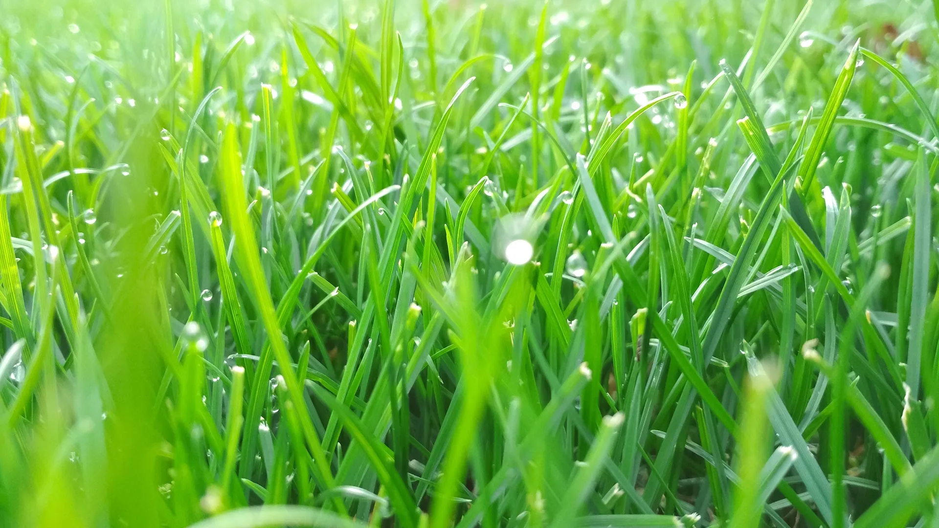 Lawn with dew drops in Bondurant, IA.