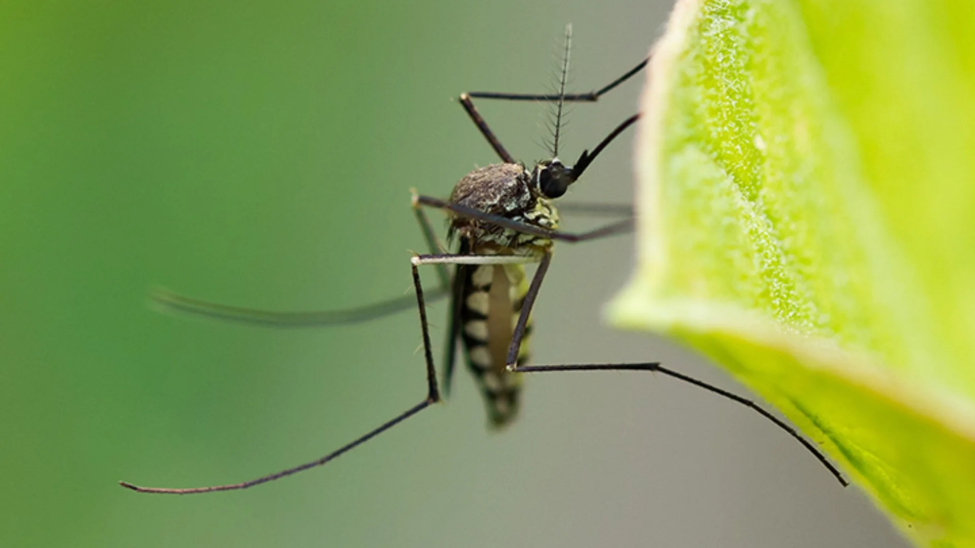 Warning! You Might Be Attracting Mosquitoes to Your Property