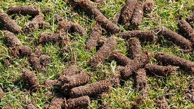 Aeration plugs in lawn in Altoona, IA.
