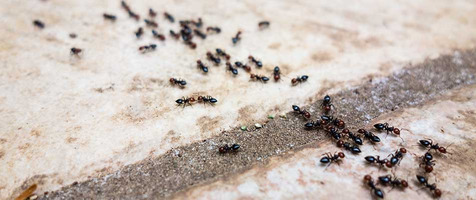 Ants crawling across a concrete walkway at a home in Bondurant, IA.