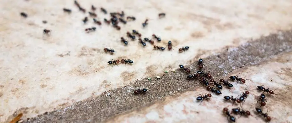 Ants crawling across a concrete walkway at a home in Bondurant, IA.