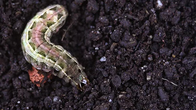 Armyworm in Ankeny, IA.