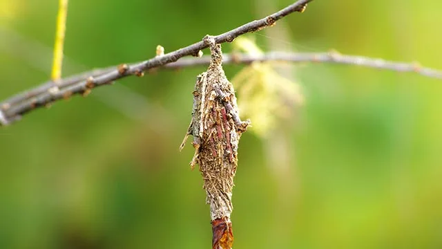 Bagworm in tree in Bondurant, IA.