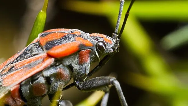 Chinch bug in Bondurant, IA.