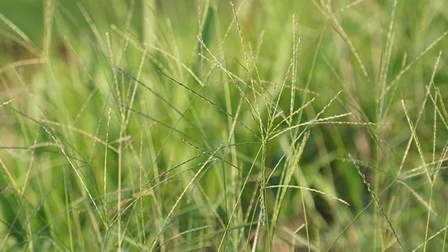 Crabgrass in Bondurant, IA.