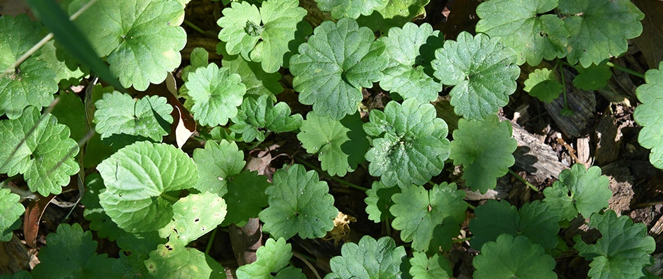 Creeping charlie found in lawn in Ankeny, IA.