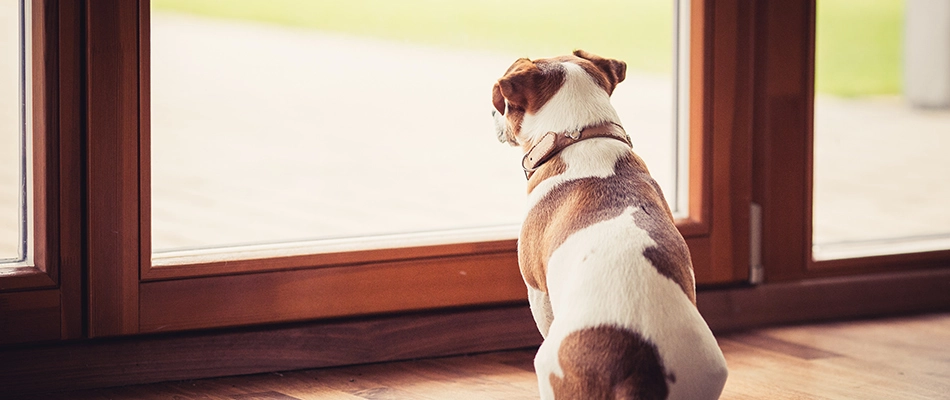 A dog waiting to play on safely treated dried lawn in Altoona, IA.