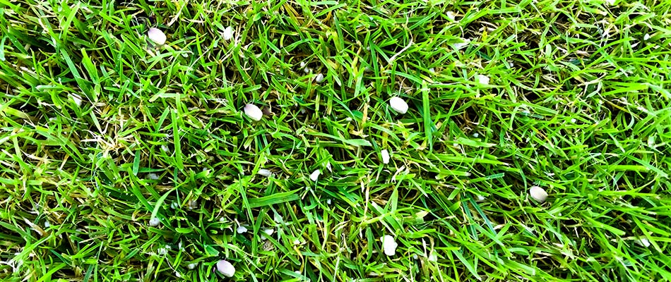 Granular fertilizer pellets spread throughout lawn in Bondurant, IA.
