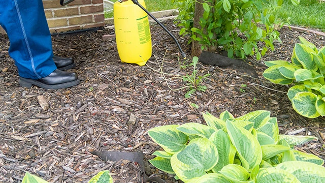 Landscape bed weed control in Bondurant, IA.