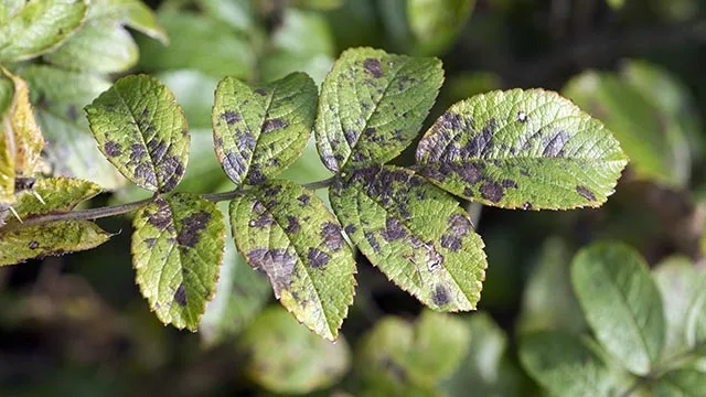 Leaf spot found on a tree in Bondurant, IA.