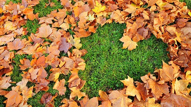 Leaves in Bondurant, IA.