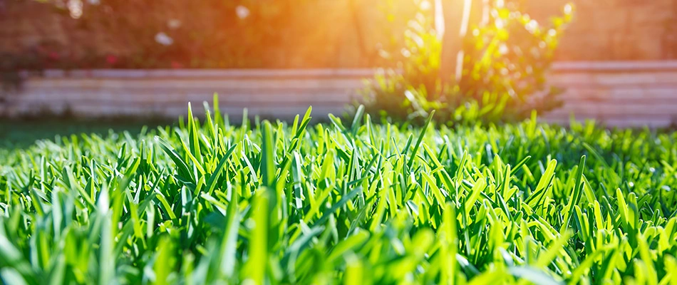 Maintained lawn with healthy grass blades in Pleasant Hill, IA.