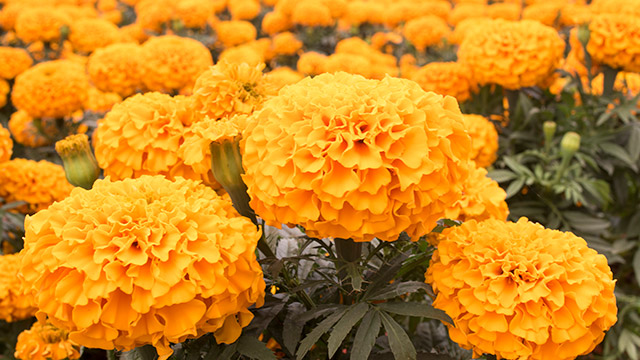Marigold annual flowers in Bondurant, IA.