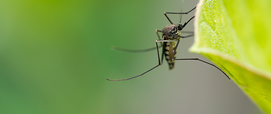 Mosquito over lawn in Pleasant Hill, IA.