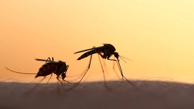 Mosquitoes on homeowners arms in Bondurant, IA.