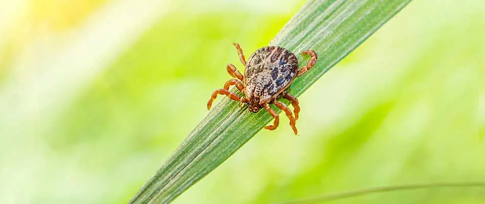 Large tick found on a blade of grass near Altoona, IA.