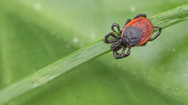 Found tick over grass blade in Bondurant, IA.