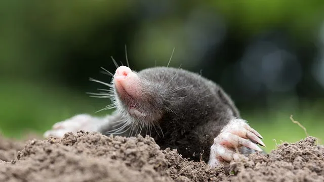 Vole in lawn in Bondurant, IA.