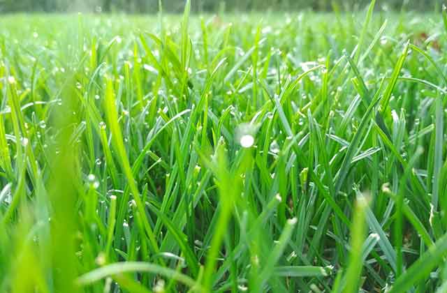 Lawn Care.
