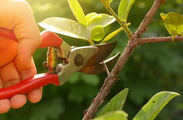 Tree and Shrub Care.